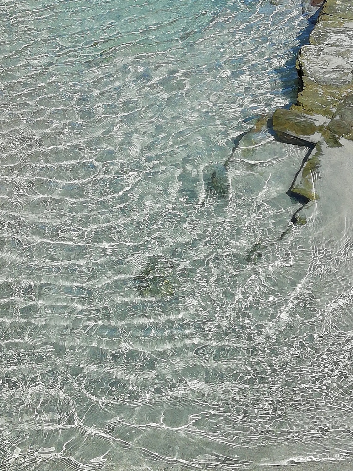 "Cantábrico" A. Saez de Lafuente